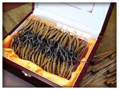 汤旺河冬虫夏草回收